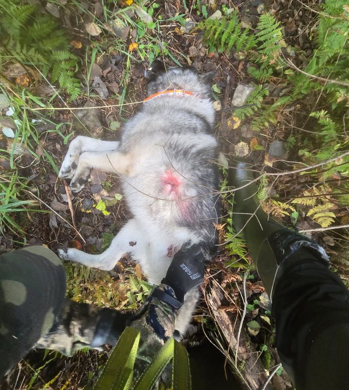 Raadeltu hirvikoira metsässä.