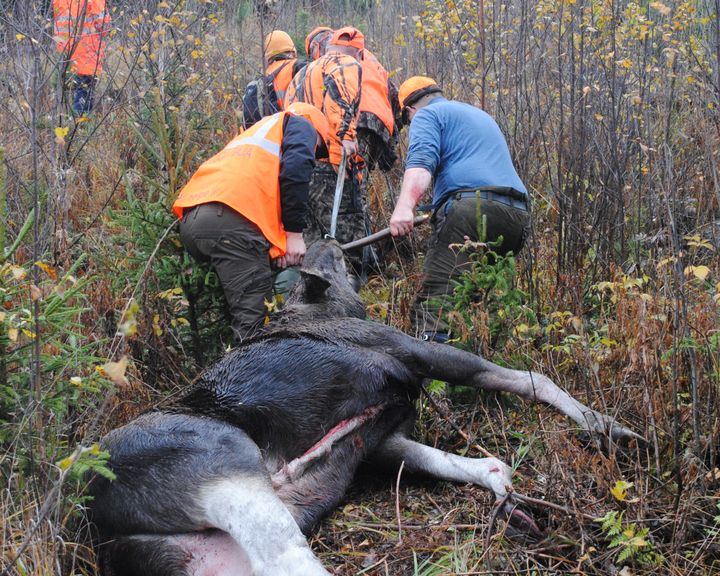 Miehet vetävät kaadettua hirveä metsässä.