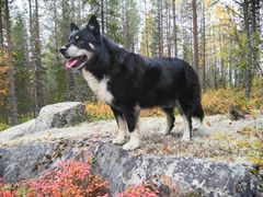 Lapinporokoira seisoo kalliolla.