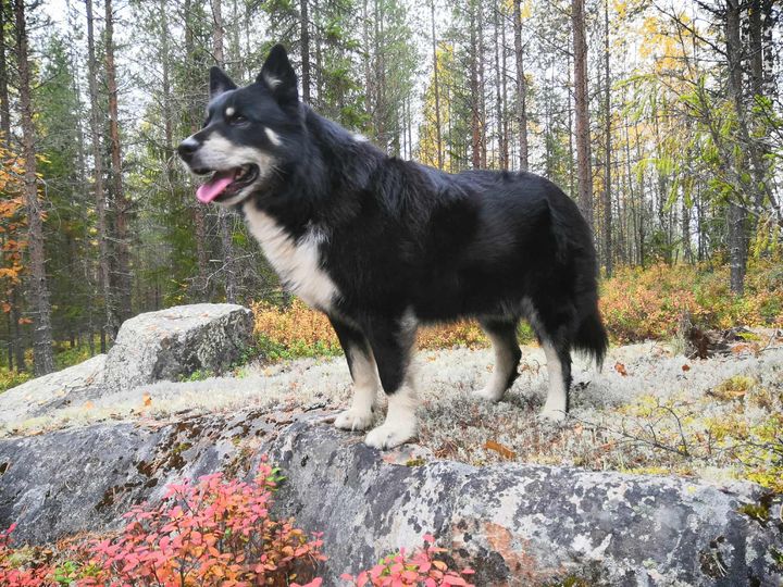 Lapinporokoira seisoo kalliolla.