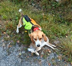Beagle saaliin luona.