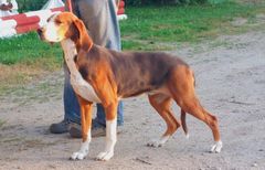 Ajokoira seisomassa.