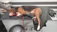 Raadeltu ajokoira eläinlääkärin pöydällä.