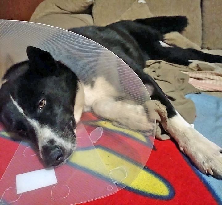 Karjalankarhukoira makaamassa peitteellä.