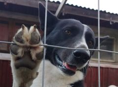 Karjalankarhukoira ulkotarhassa.