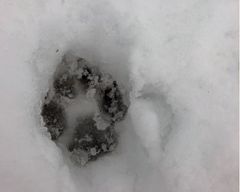 Suden jälki lumella.