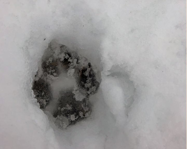 Suden jälki lumella.