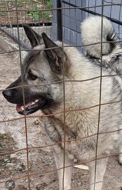 Hirvikoira häkissä.