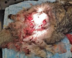 Raadeltu koira eläinlääkärin pöydällä.