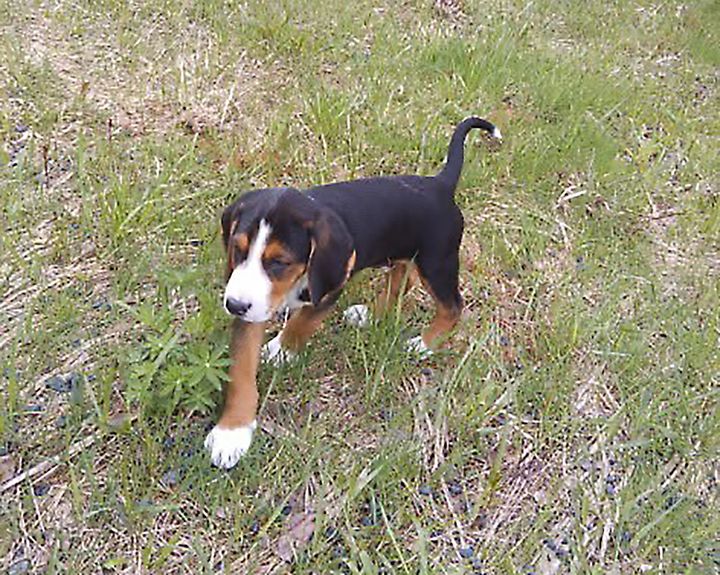 Suomenajokoiran pentu kävelee ruohikolla