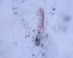 Koiran irti purtu tassu lumella.