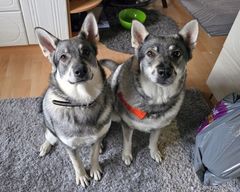 Kaksi jämtlanninpystykorvaa istumassa lattialla.