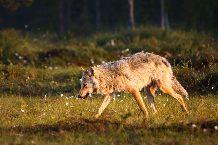 Susi juoksemassa suolla.