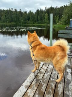 Pystykorva laiturilla.