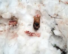 Koiran kappaleita hangella.