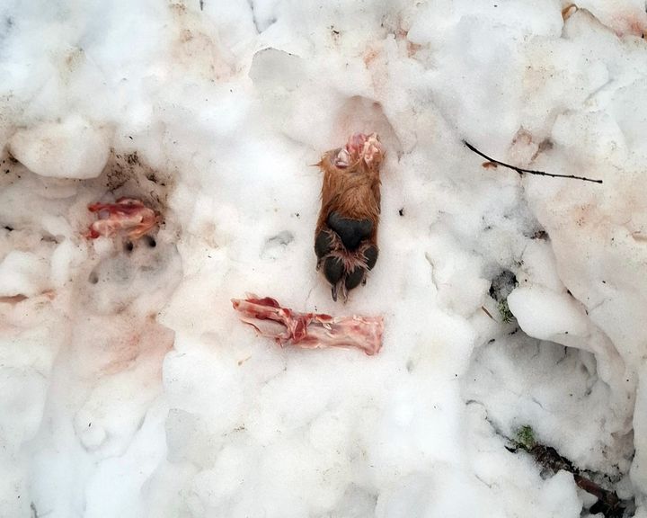 Koiran kappaleita hangella.