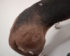 Ajokoira, jolla on puremajälkiä selässä