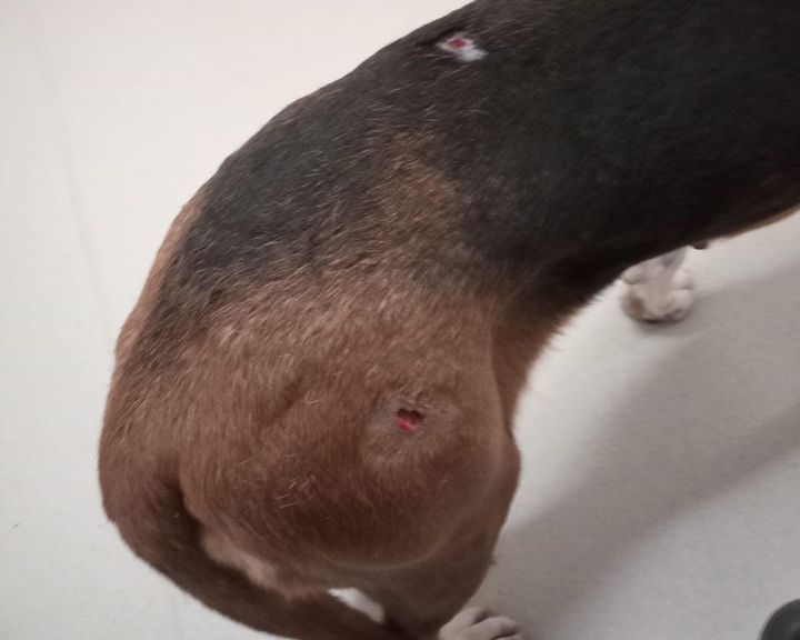 Ajokoira, jolla on puremajälkiä selässä