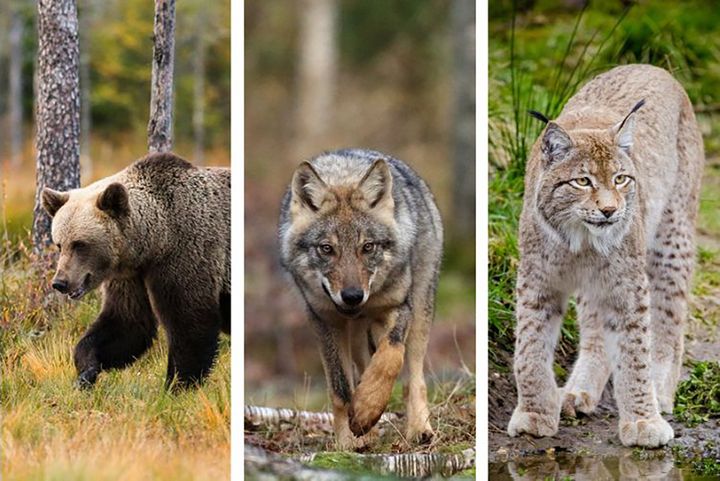 Karhu, susi ja ilves kuvassa.