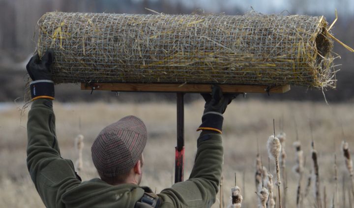 Mies asentamassa sorsan putkipesää.