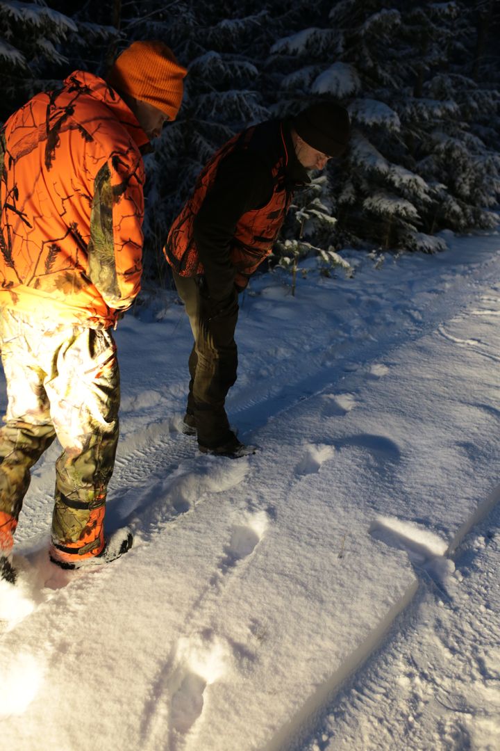 Metsästäjät tarkkailevat suden tuoreita jälkiä.