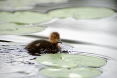 Haapananpoikanen ui.