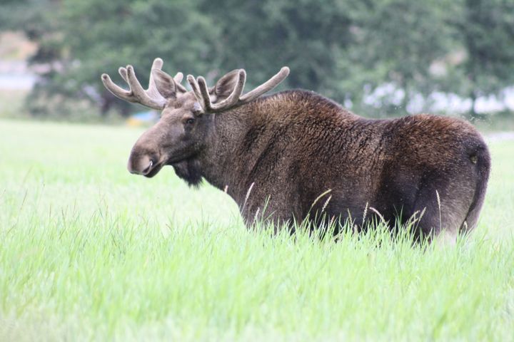 Hirvisonni pellossa.