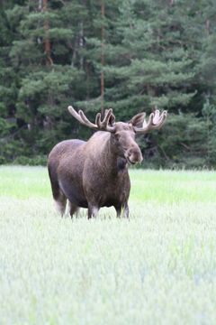 Hirviuros heinäpellolla kesä- heinäkuussa 2012.