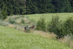 Hirvi heinäkuussa 2013.
