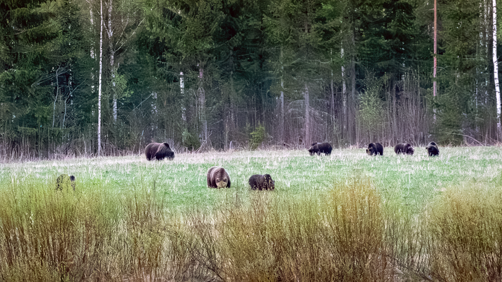 Kahdeksan karhua syömässä pellolla Lieksassa.