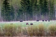 Useita karhuja syömässä pellolla.