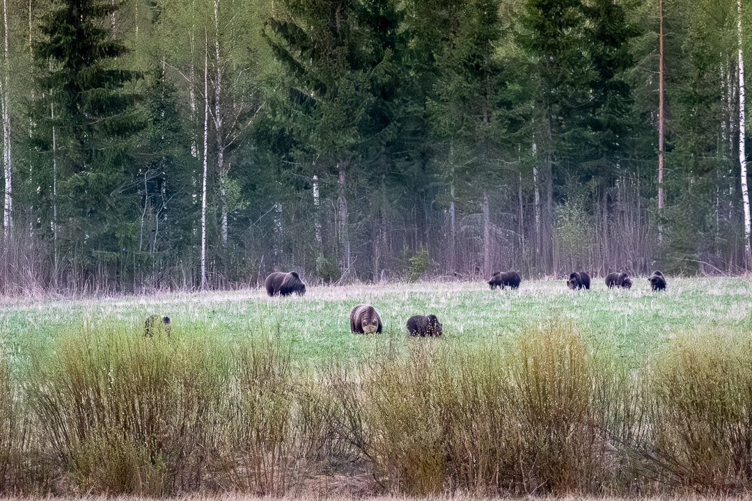 Metsästäjäliitto arvostelee karhunmetsästyksen lupakäytäntöä