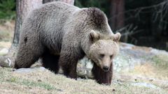 Karhu metsässä