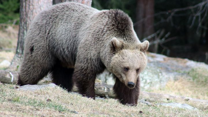 Karhu metsässä