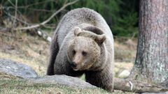 Karhu metsässä.