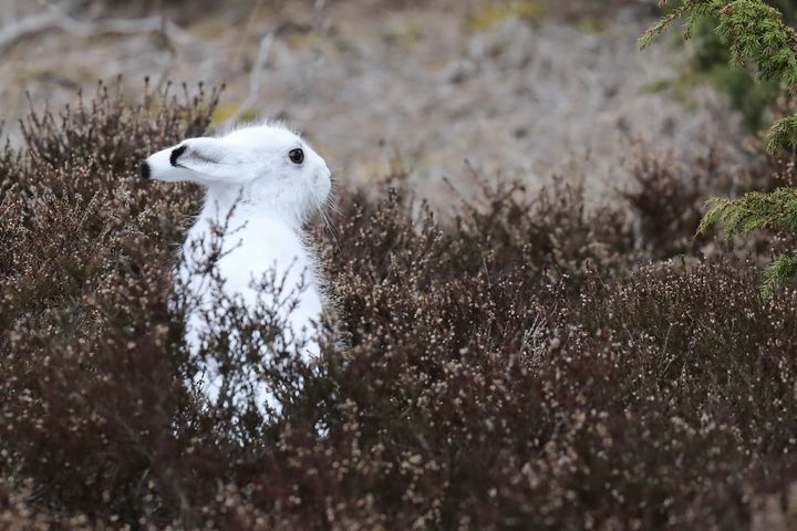 Valkoinen metsäjänis lumettomassa maassa