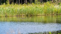 Bläsandskull i Lahnajärvi SOTKA-våtmark i Kangasala. Fotograf Tero Salmela / Finlands viltcentral.