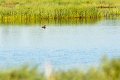 Svarthakedopping i Korpinurmi våtmark, juni 2022. Fotograf Petri Jauhiainen / Finlands viltcentral.