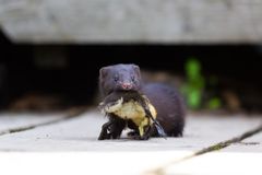 Minkin poikanen ja sorsan poikanen Kuva Tomas Kansanaho