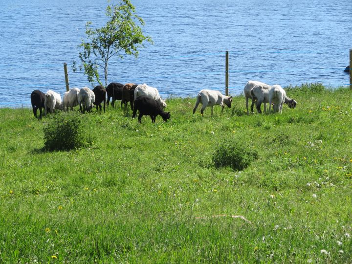 Lampaita laiduntamassa. Taustalla sähköaita ja vesistö.