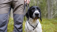 Karkeakarvainen saksanseisoja.