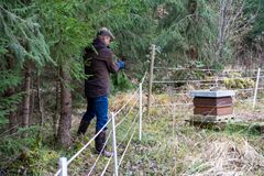 Vegetationen avlägsnas runt ledningarna