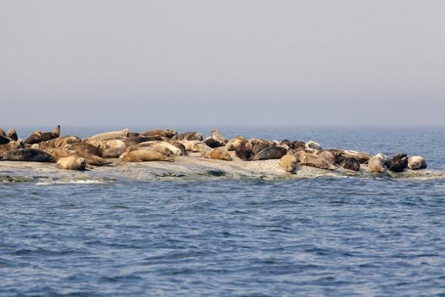 Gråsälar på ett skär i Bottenhavets nationalpark