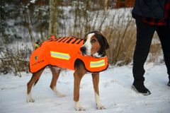 Susisuojaliivi ajokoiralla