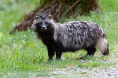Supikoira