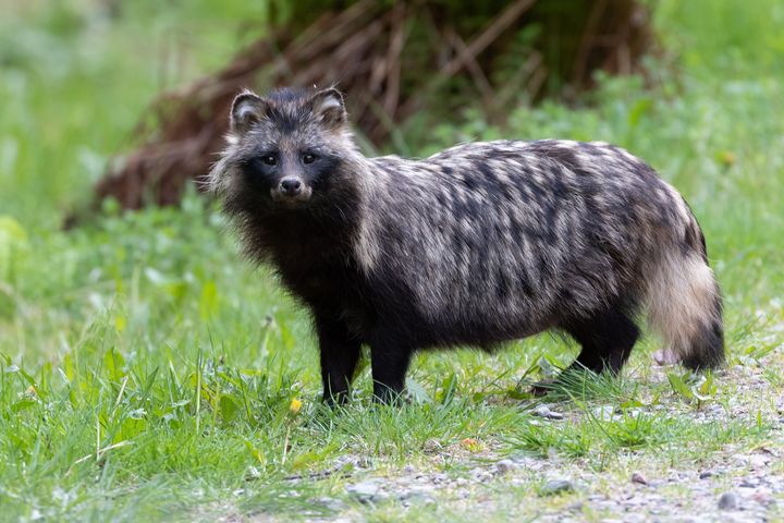 Supikoira
