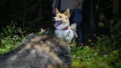 Hund och död mårdhund.