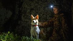 Jakthundar är en viktig hjälp vid fångst av mårdhund.