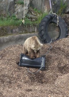 Karhu testaa roska-astiaa