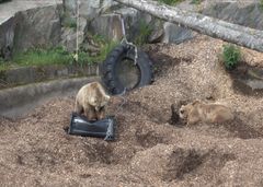 Karhu testaa roska-astiaa 2